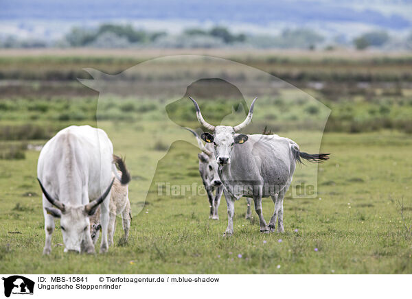 Ungarische Steppenrinder / grey cattle / MBS-15841