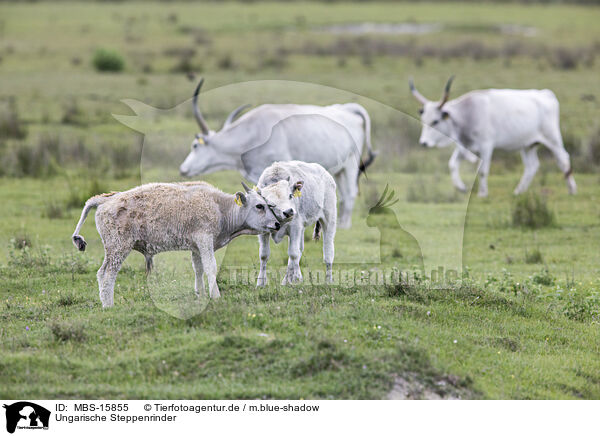 Ungarische Steppenrinder / grey cattle / MBS-15855