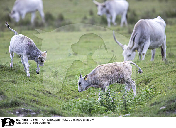 Ungarische Steppenrinder / grey cattle / MBS-15858