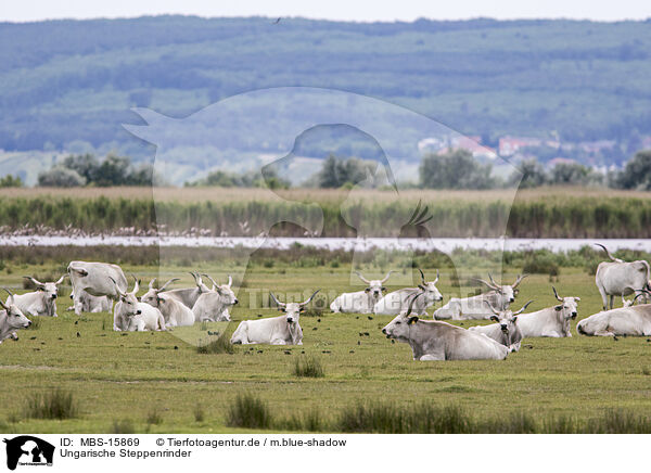 Ungarische Steppenrinder / grey cattle / MBS-15869