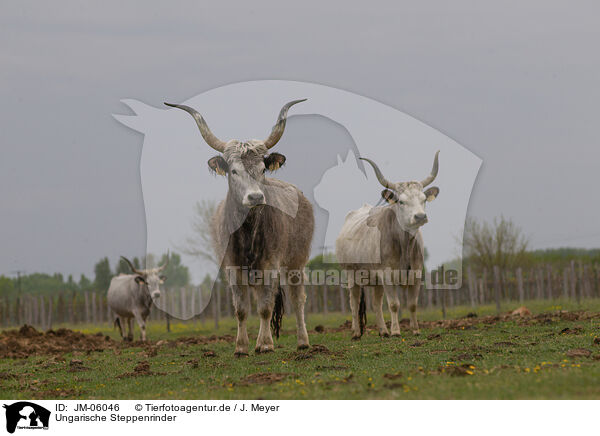 Ungarische Steppenrinder / Hungarian Steppe Cattles / JM-06046