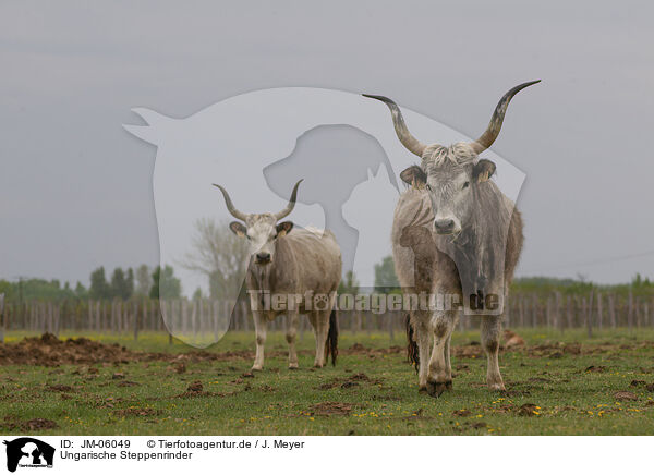 Ungarische Steppenrinder / Hungarian Steppe Cattles / JM-06049