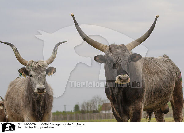 Ungarische Steppenrinder / Hungarian Steppe Cattles / JM-06054