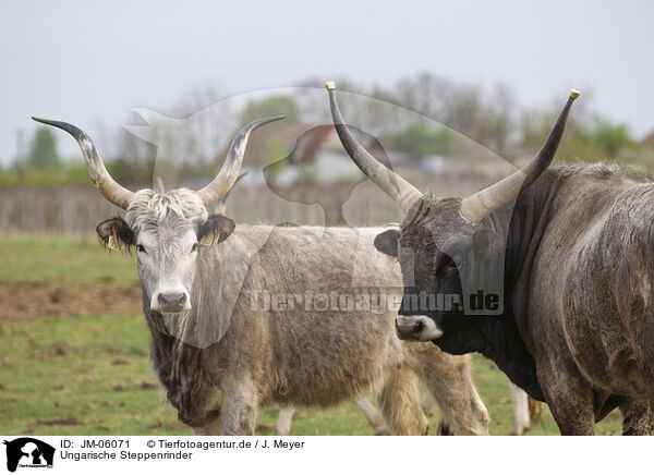 Ungarische Steppenrinder / Hungarian Steppe Cattles / JM-06071