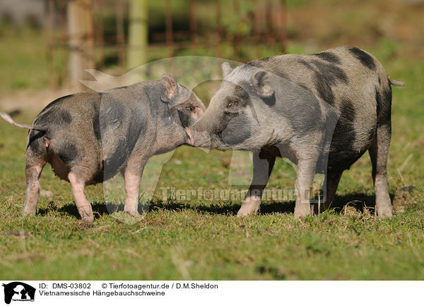 Vietnamesische Hngebauchschweine / pigs / DMS-03802