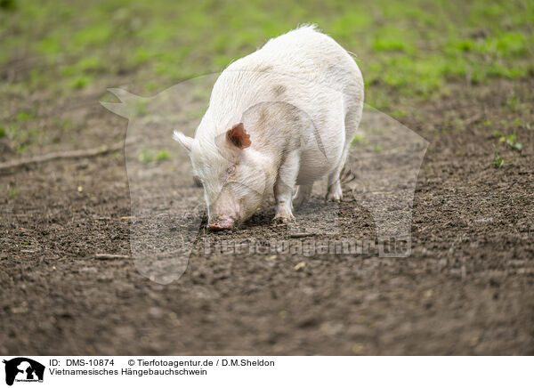 Vietnamesisches Hngebauchschwein / Vietnamese Pot-bellied pig / DMS-10874