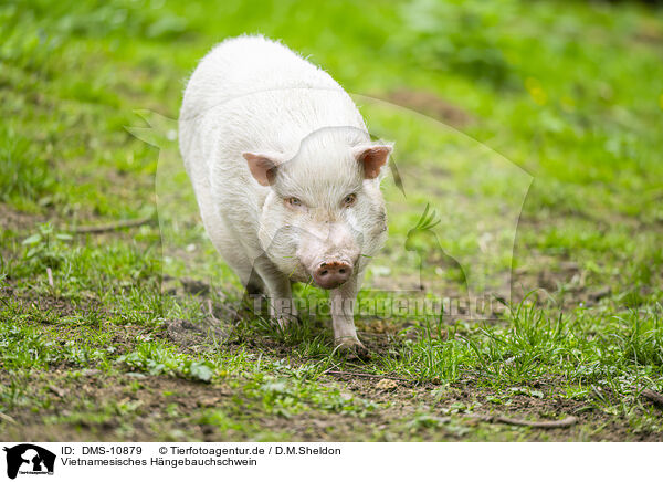 Vietnamesisches Hngebauchschwein / Vietnamese Pot-bellied pig / DMS-10879