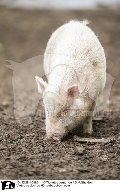 Vietnamesisches Hngebauchschwein / Vietnamese Pot-bellied pig / DMS-10880