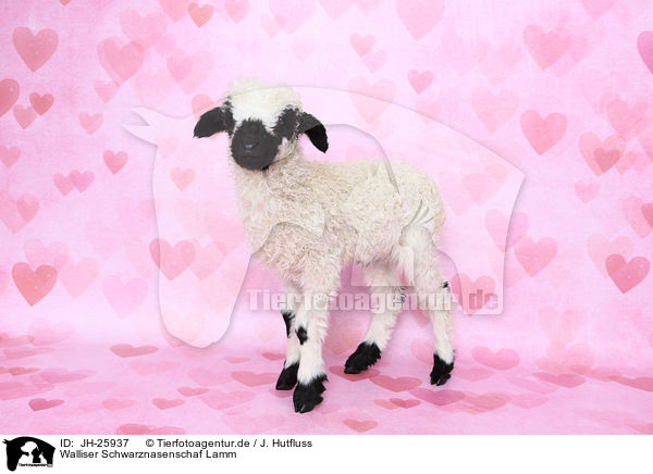 Walliser Schwarznasenschaf Lamm / Valais Blacknose lamb / JH-25937
