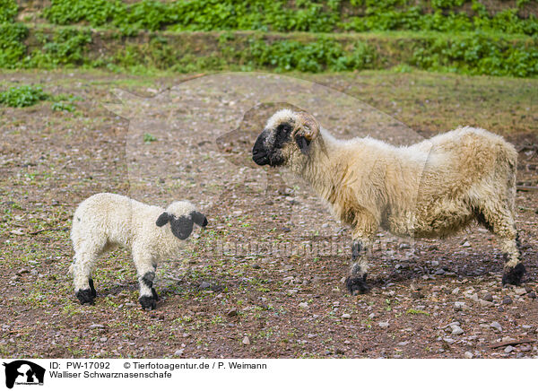 Walliser Schwarznasenschafe / wallachian sheeps / PW-17092