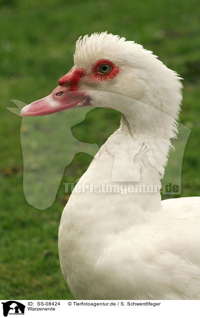 Warzenente / Muscovy duck / SS-08424