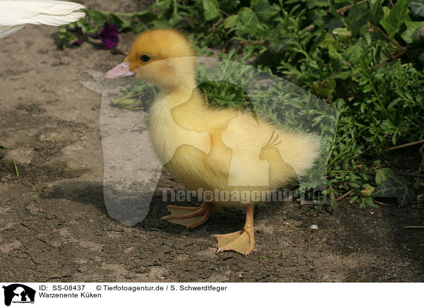 Warzenente Kken / Muscovy duck fledgling / SS-08437
