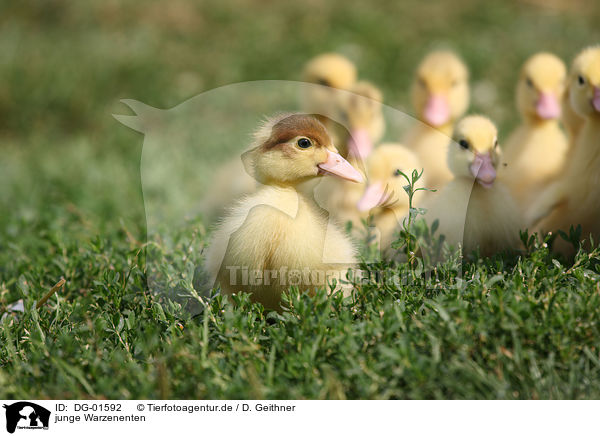 junge Warzenenten / young Muscovy ducks / DG-01592