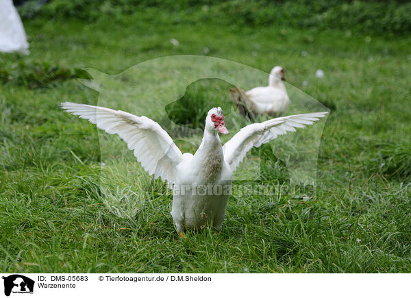 Warzenente / Muscovy duck / DMS-05683