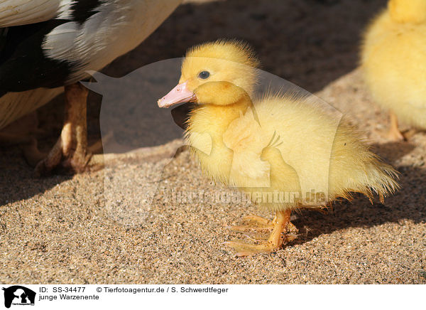 junge Warzenente / young Muscovy duck / SS-34477