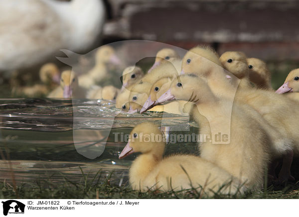 Warzenenten Kken / Muscovy Ducklings / JM-01822