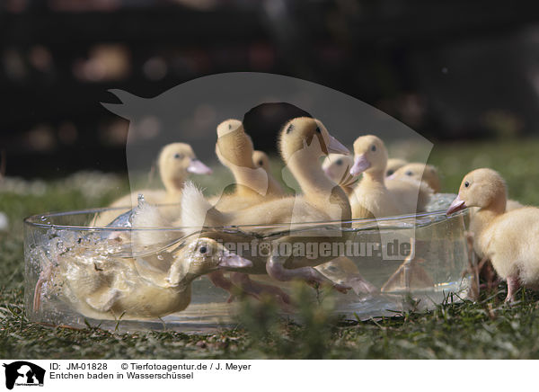 Entchen baden in Wasserschssel / Ducklings bathing in water bowl / JM-01828