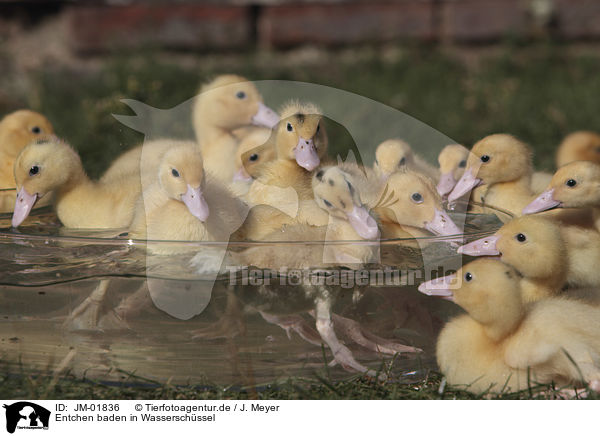 Entchen baden in Wasserschssel / Ducklings bathing in water bowl / JM-01836