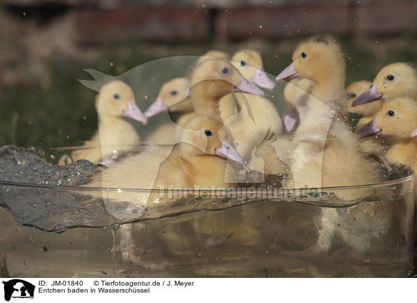 Entchen baden in Wasserschssel / Ducklings bathing in water bowl / JM-01840