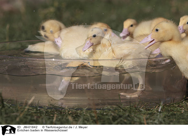 Entchen baden in Wasserschssel / Ducklings bathing in water bowl / JM-01842