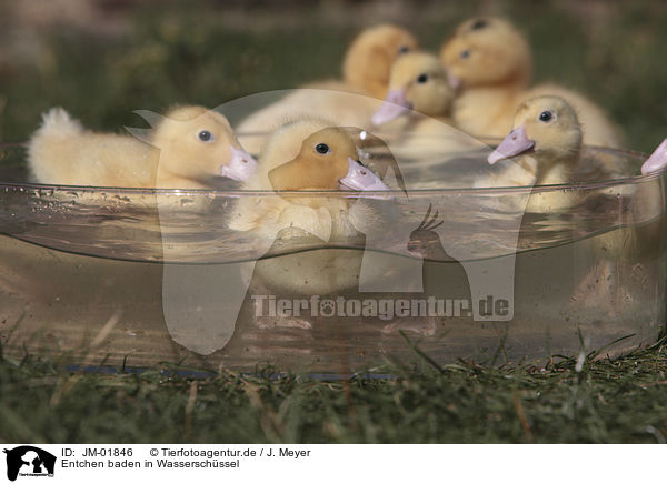 Entchen baden in Wasserschssel / Ducklings bathing in water bowl / JM-01846