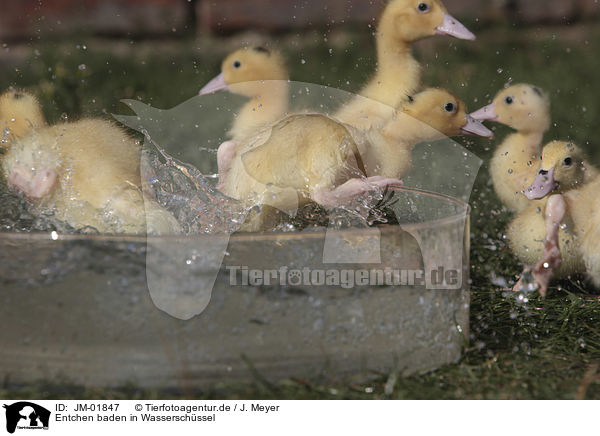 Entchen baden in Wasserschssel / Ducklings bathing in water bowl / JM-01847
