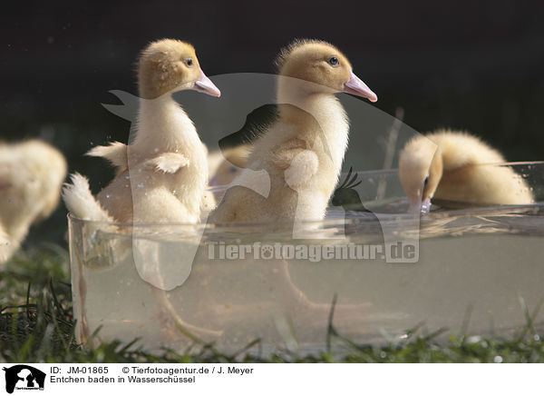 Entchen baden in Wasserschssel / Ducklings bathing in water bowl / JM-01865