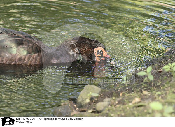 Warzenente / Muscovy duck / HL-03996