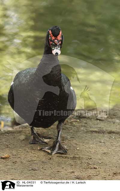 Warzenente / Muscovy duck / HL-04031