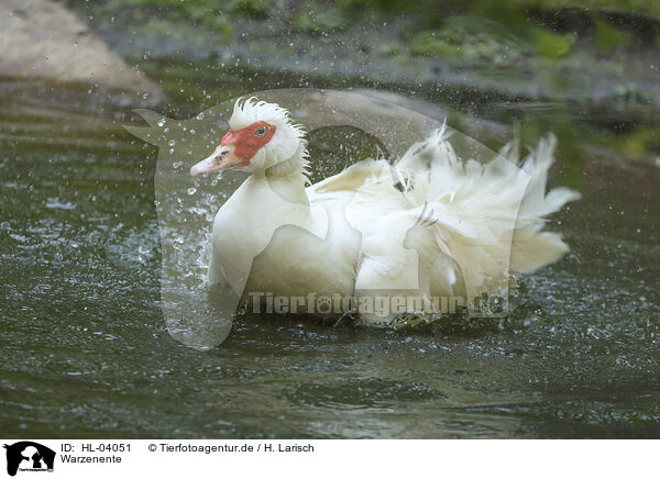 Warzenente / Muscovy duck / HL-04051