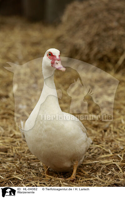 Warzenente / Muscovy duck / HL-04062