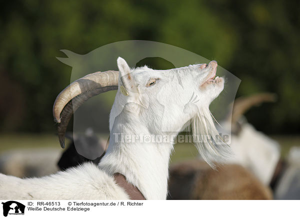 Weie Deutsche Edelziege / white german goat / RR-46513