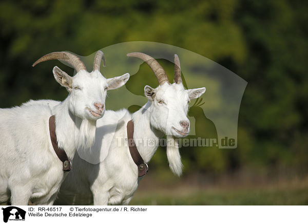 Weie Deutsche Edelziege / white german goat / RR-46517