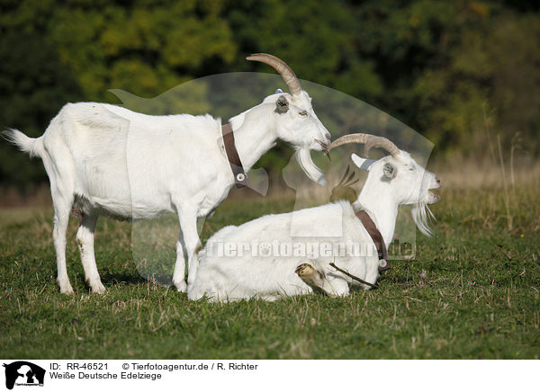 Weie Deutsche Edelziege / white german goat / RR-46521