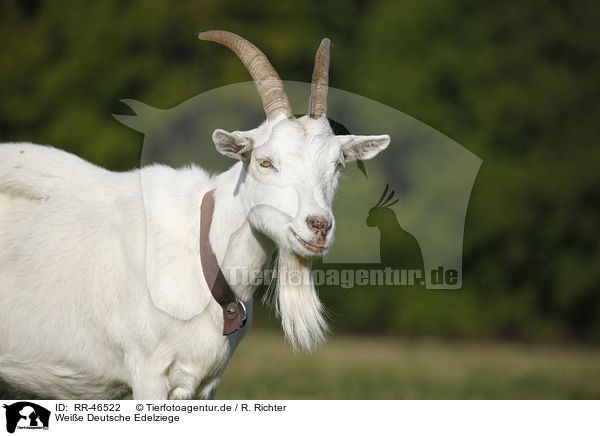 Weie Deutsche Edelziege / white german goat / RR-46522