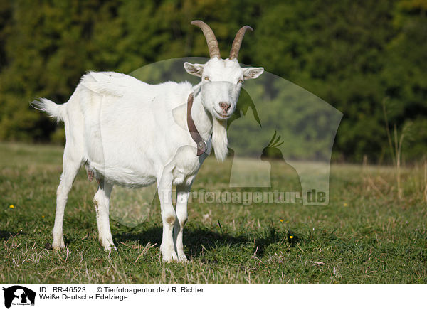 Weie Deutsche Edelziege / white german goat / RR-46523