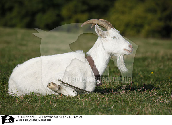 Weie Deutsche Edelziege / white german goat / RR-46529