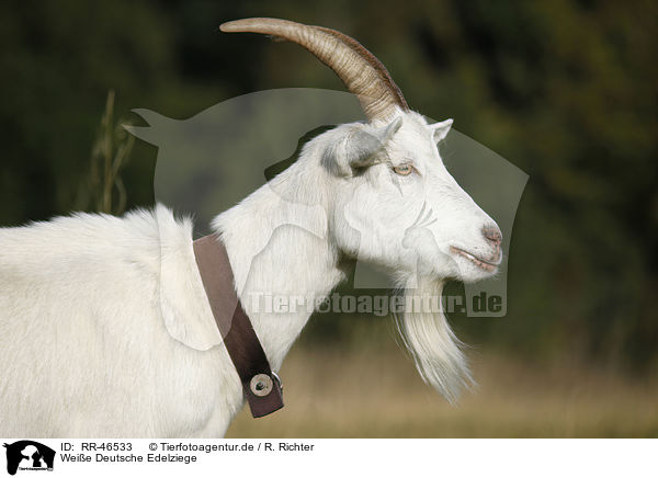 Weie Deutsche Edelziege / white german goat / RR-46533