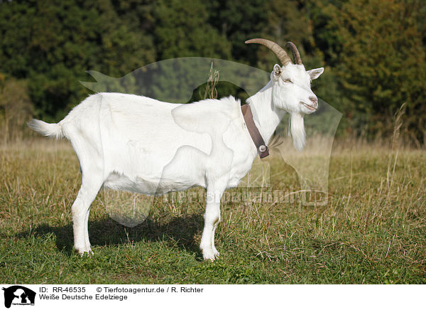 Weie Deutsche Edelziege / white german goat / RR-46535
