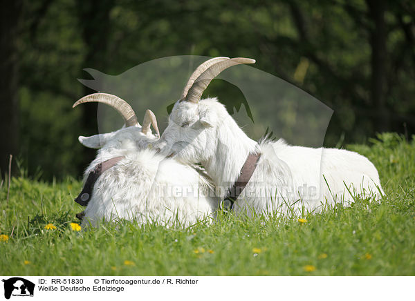 Weie Deutsche Edelziege / white german goat / RR-51830
