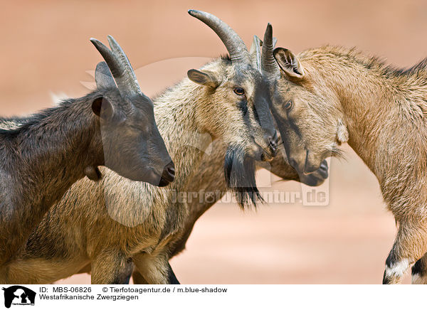 Westafrikanische Zwergziegen / pygmy goats / MBS-06826