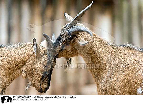 Westafrikanische Zwergziegen / pygmy goats / MBS-06827