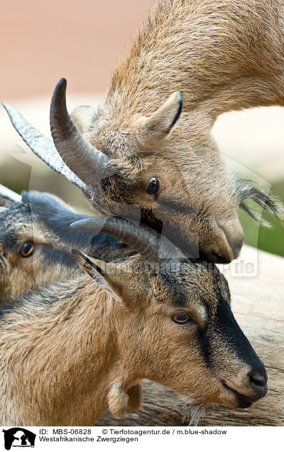 Westafrikanische Zwergziegen / pygmy goats / MBS-06828
