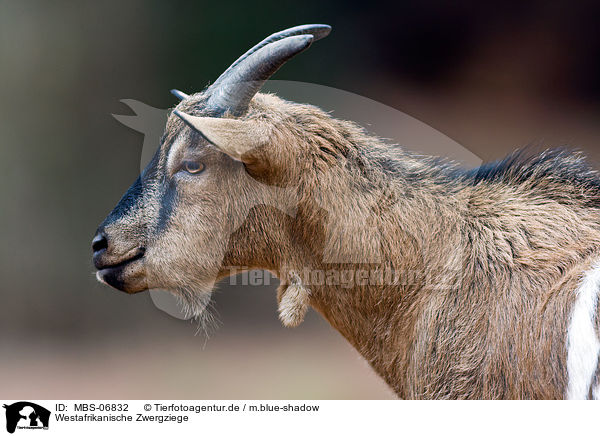 Westafrikanische Zwergziege / pygmy goat / MBS-06832