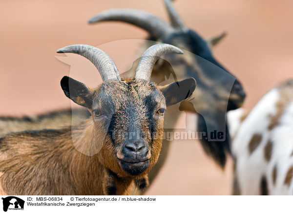 Westafrikanische Zwergziegen / pygmy goats / MBS-06834
