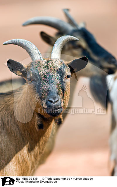 Westafrikanische Zwergziegen / pygmy goats / MBS-06835