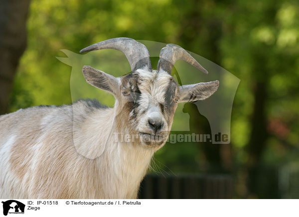 Ziege / goat / IP-01518