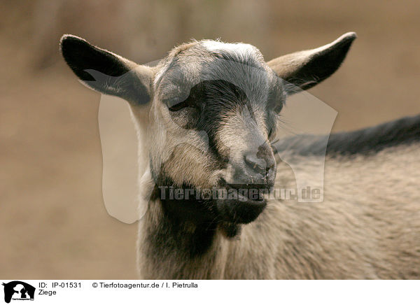 Ziege / goat / IP-01531
