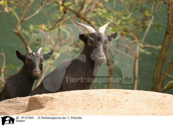 Ziegen / goats / IP-01564