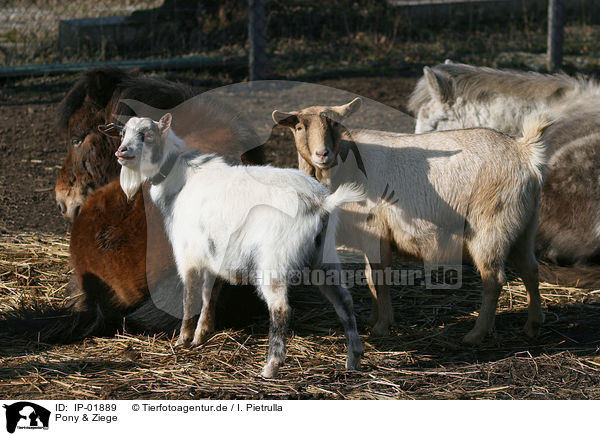 Pony & Ziege / Pony & goat / IP-01889